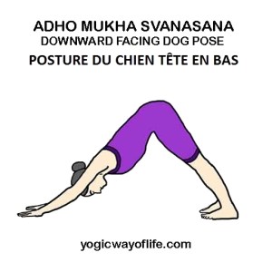 Adho Mukha Svanasana - la posture du chien tête en bas - the downward facing dog pose