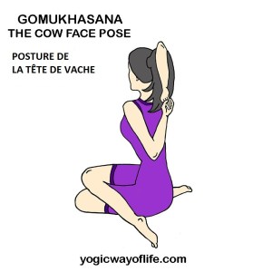 Gomukhasana - la posture de la tête de vache - the cow face pose