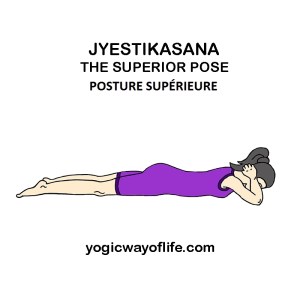 Jyestikasana - la posture supérieure - the superior pose