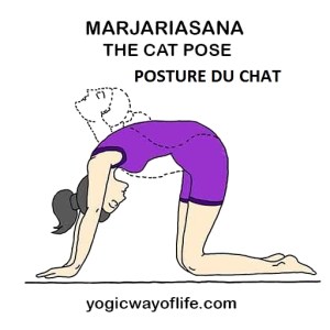 Marjariasana - la posture du chat - the cat pose